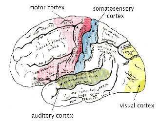 Somatosensory Pathway Sensory pathways consist of the chain of neurons, from