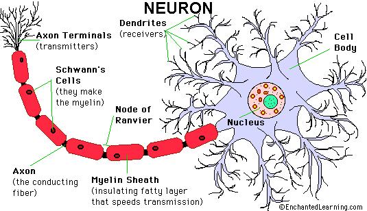 Clicker Question What is meant by the neuron doctrine? A. Neurons are individual cells B. Neurons are simply parts of a connected reticulum C. Neurons are far more important than other cells D.