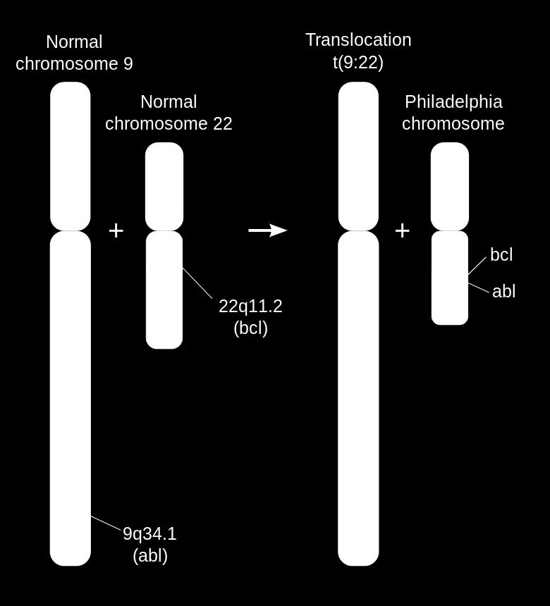 BCR-ABL or Philadelphia translocation Chromosomal abnormality Chronic Myeloid Leukemia cells (CML) bcr Uncontrolled cell division