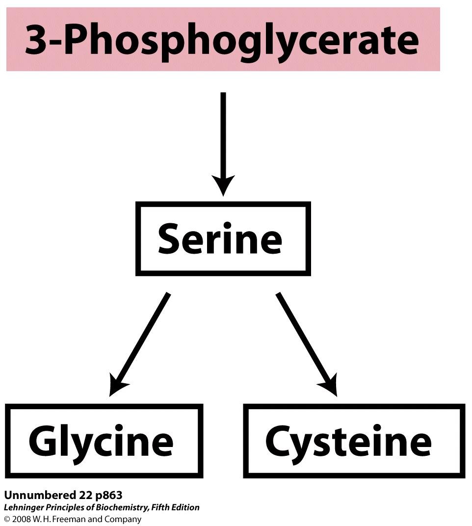 Pentose Phosphate Pathway p. 892 p.