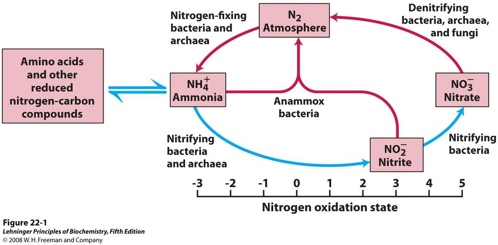 The nitrogen cycle Denitrification: anaerobic reduction of NO 3 to N 2 Through the reactions of nitrification and denitrification, eventually, all nitrogen in the biosphere would be converted to N 2,