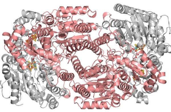 Dinitrogenase The nitrogenase complex has a transient existence Dinitrogenase red + N 2 Dinitrogenase ox + 2 NH 3 The enzyme is an α 2 β 2 heterotetramer Each