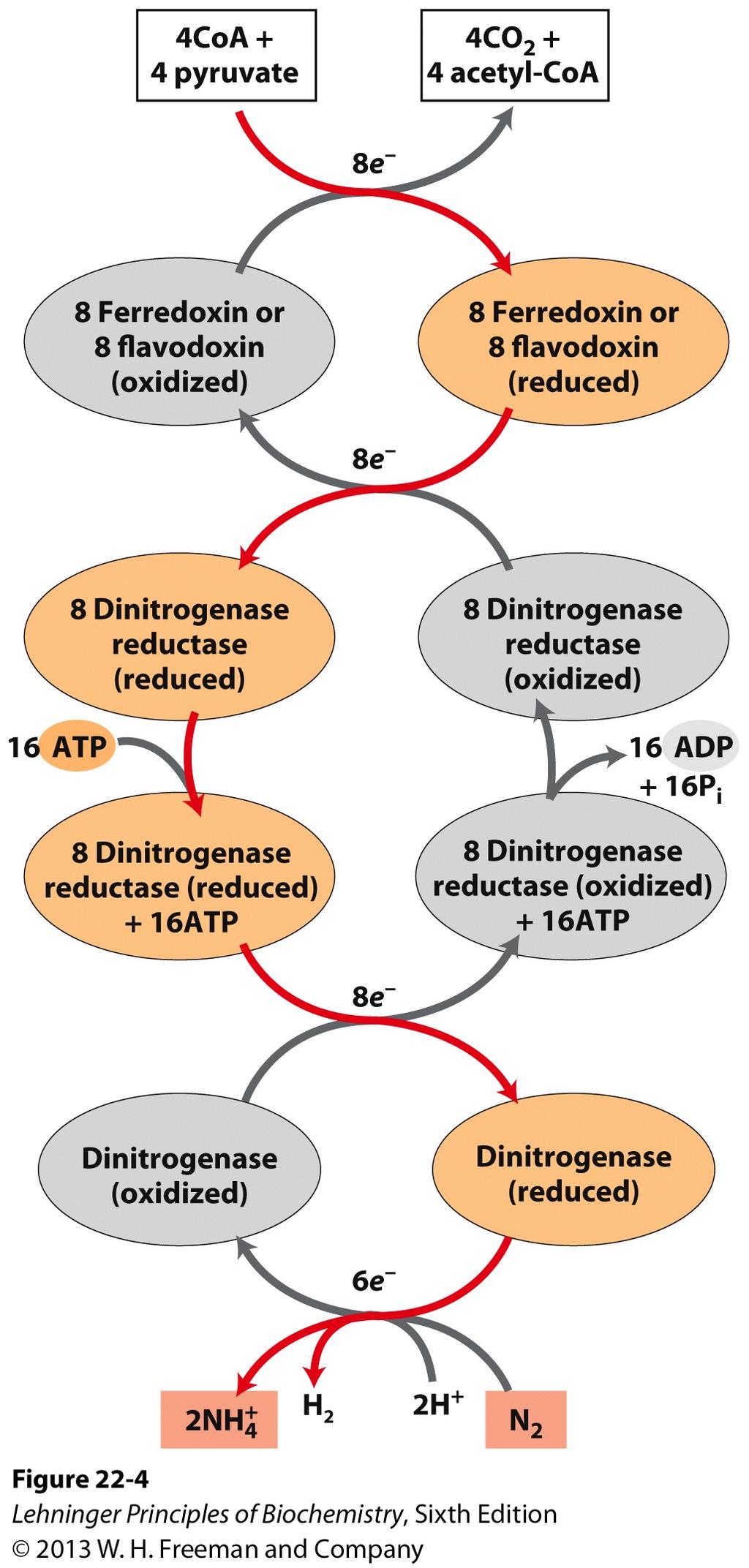 of dinitrogenase reductase One electron at a time is transferred from ferredoxin to dinitrogenase reductase M cluster Reduction of dinitrogenase The complex