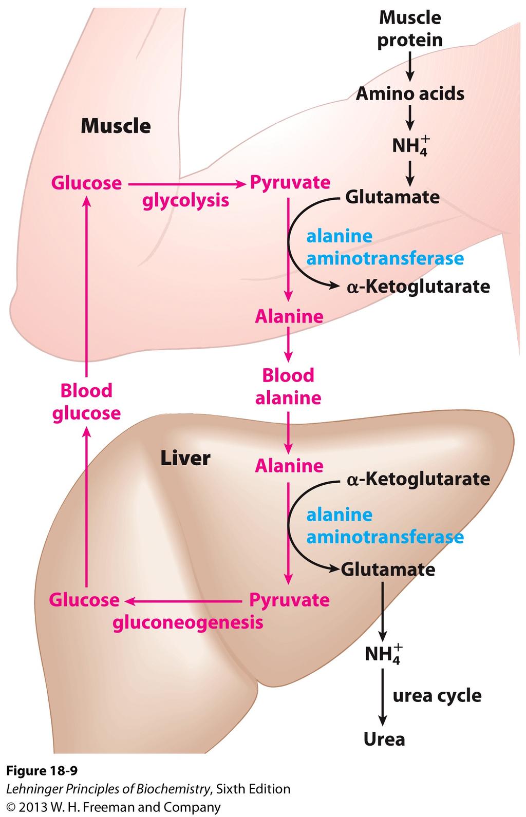 In active muscle, alanine is used to transport ammonia: NH4+ Transport to Liver: Glu is charged and cannot easily pass through cell membranes, and ammonia is toxic As elsewhere, α-kg + AA α-ka + Glu