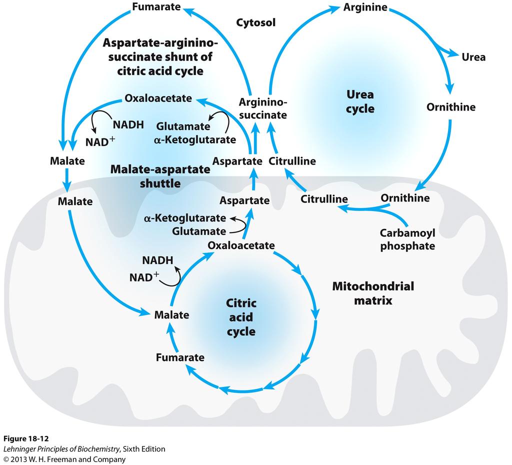Figure 18-2b The urea cycle occurs partly in the cytoplasm and partly in the mitochondria Figure 18-11 Linkage between the urea cycle and the citric acid cycle from