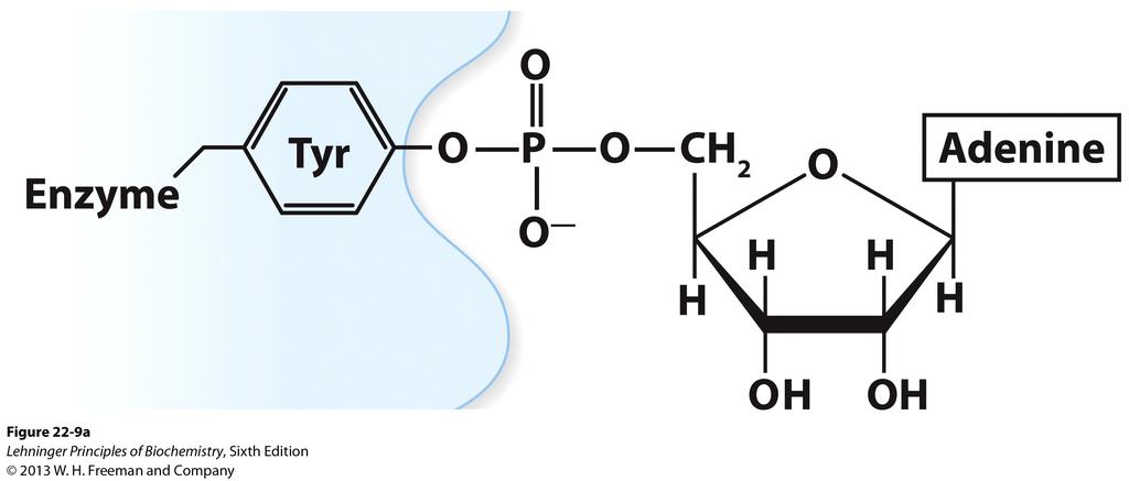Catabolic pathway for Asn and Asp Amino acid biosynthesis Ammonia is incorporated into biomolecules through glutamate and glutamine Figure 18-8 O Glutamate + NH 4 + + ATP Glutamine + ADP + P i + H +