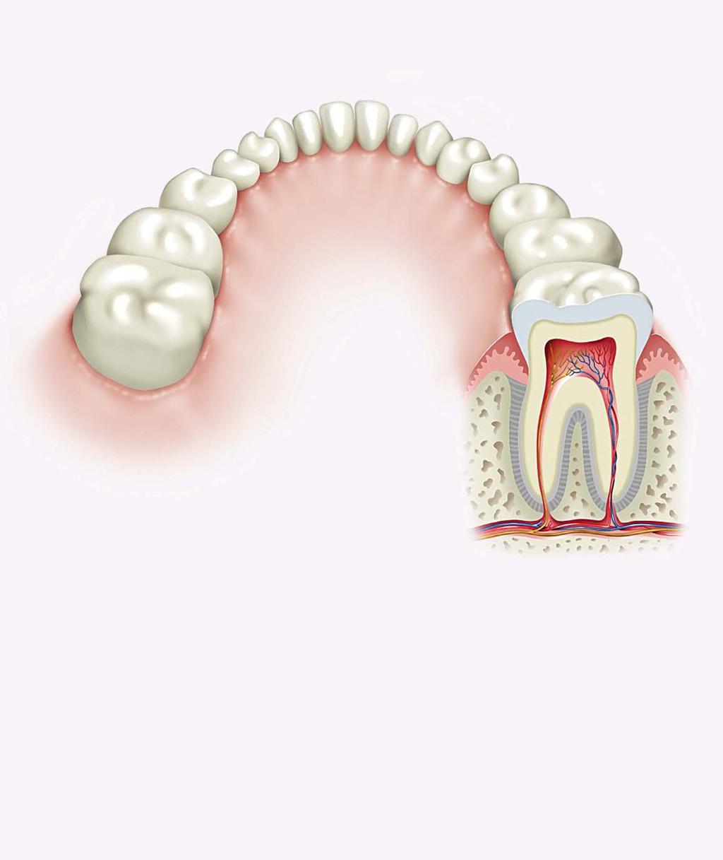 THE STRUCTURE OF YOUR TEETH According to the South African Dental Association (SADA), your teeth consist of the following: Enamel: The hard tissue, which covers the crown of the tooth.