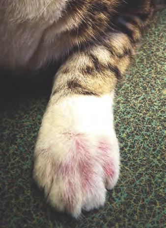There was also depigmentation and erythema of the paw pads (Figure 4).
