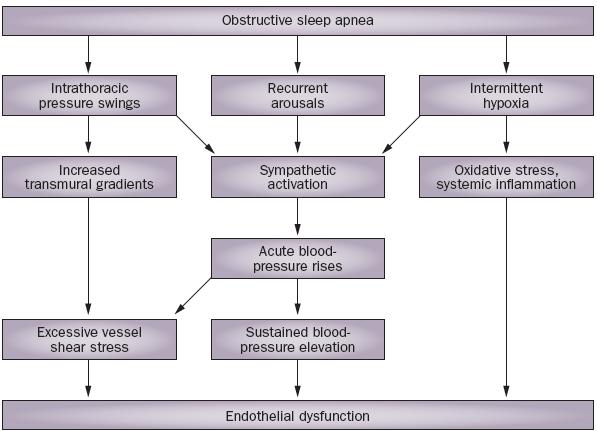 Mechanisms of vascular damage in OSA