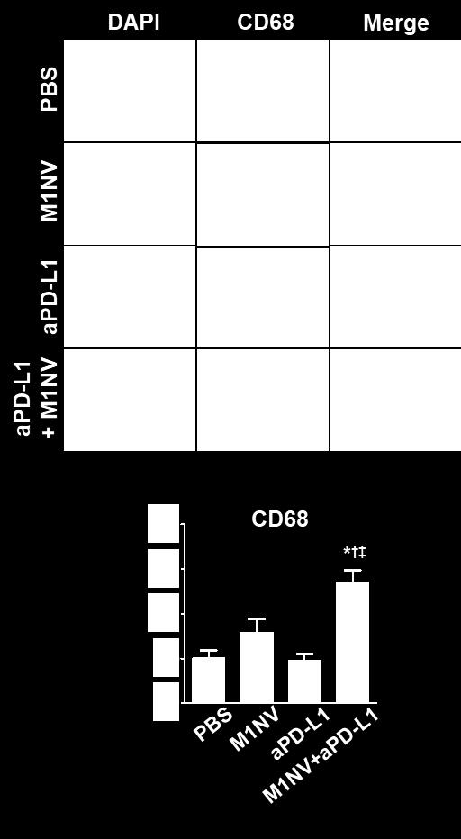CD163 + or CD206 + areas relative to the DAPI + area were quantified in 10 randomly selected fields per
