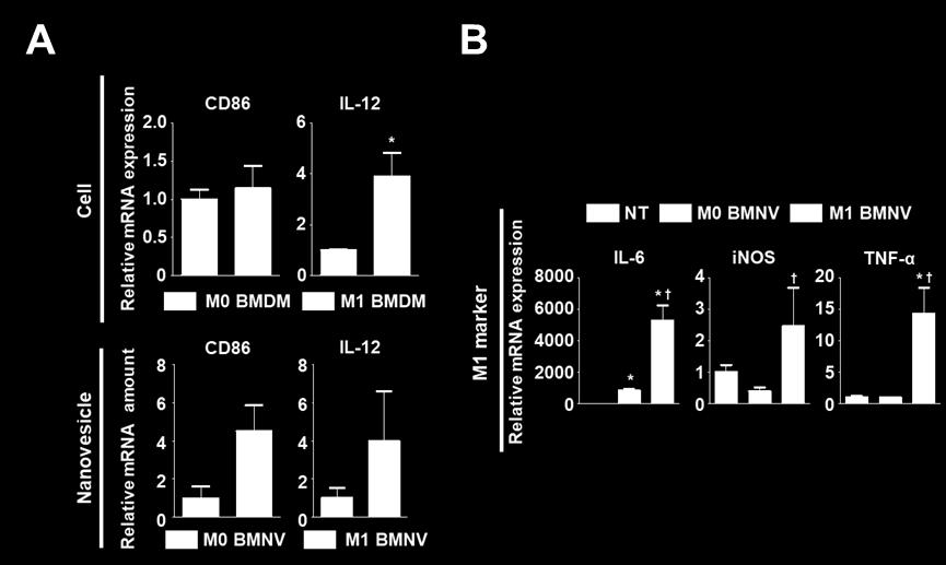 (A) Relative M1 marker (CD86 and IL-12) mrna expression in M0 BMDM