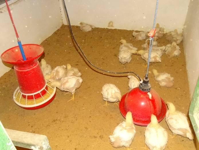 Figure 1 Brooding management of chicks Procurement of Ingredients and Feed Formulation Figure 2 Experimental broilers in pen The good quality feed ingredients were procured from local market for