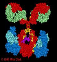 Evolution of antibody production Fetal Ab =