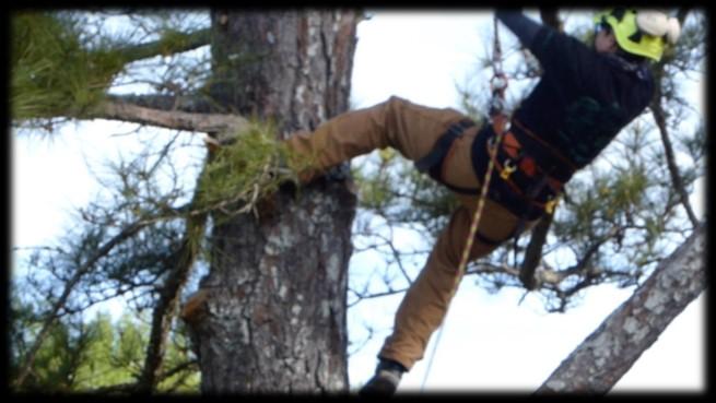 The Georgia Arborist Association WHO WE ARE AND WHAT WE DO The Georgia Arborist Association (GAA) membership includes arboricultural and tree care professionals as well as representatives of