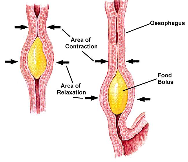 DIGESTIVE SYSTEM Peristalsis food travels down the
