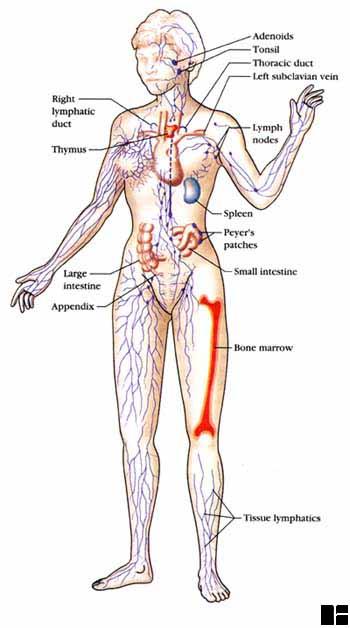 LYMPHATIC/IMMUNE SYSTEM Includes the white blood