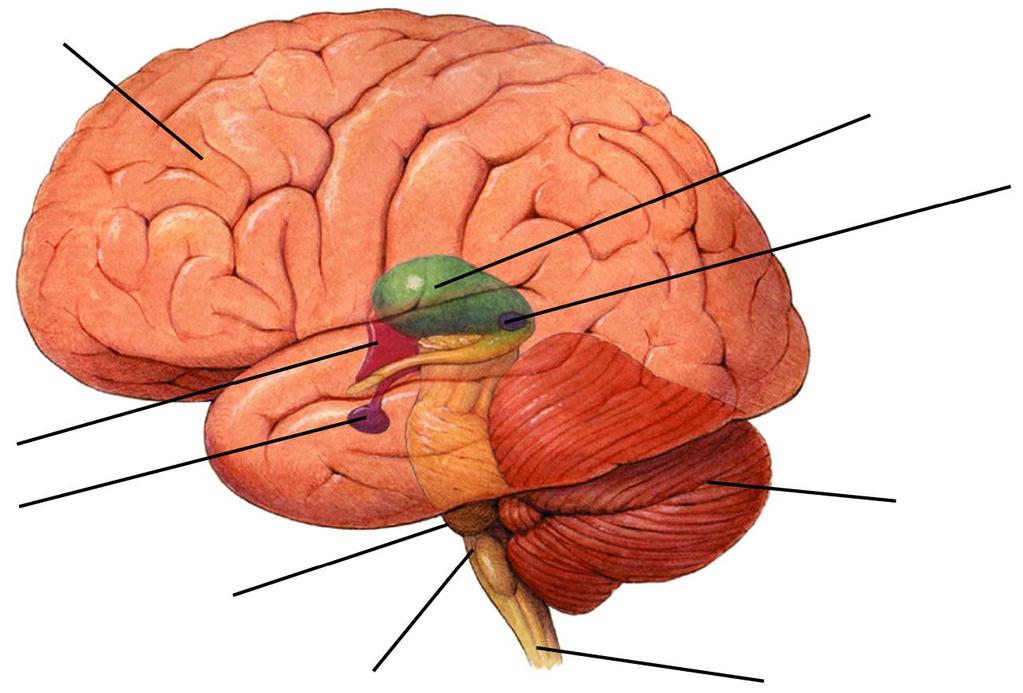 THE BRAIN Cerebrum Thalamus Pineal gland Hypothalamus