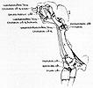 responsible for approximately 5% of carpal motion. The carpus is also made up of numerous intercarpal joints, that is, joints between bones within the rows of carpal bones.