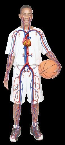 The exchange occurs in the lungs. The muscular system allows movement of body parts.