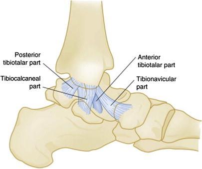 Ligaments of the Ankle and Foot Anterior Talofibular Ligament Posterior Talofibular Ligament