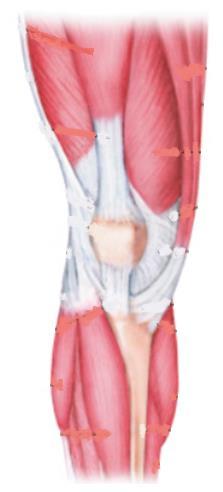 Muscles of the Knee Quadriceps Hamstring Muscles