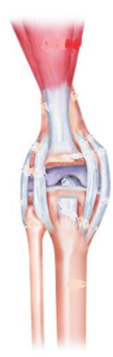 Joints of the Knee Ligaments Menisci Patella Bursa