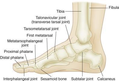 Calcaneous Talus Tibia Phalanges Bones of the Ankle and Foot Metatarsals Tarsal