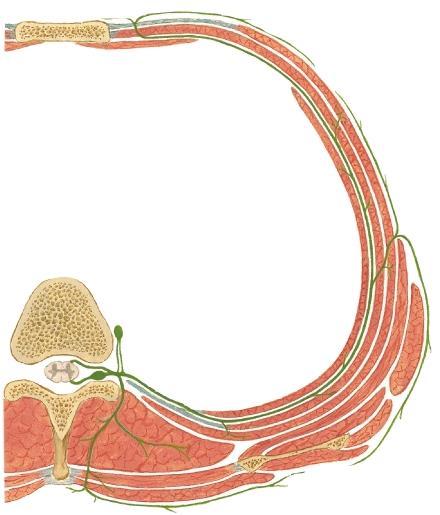2. Which type of nerve innervates the intercostal space? A.
