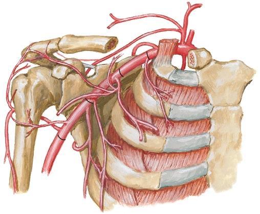 Subclavian a. B. Internal thoracic a. C.