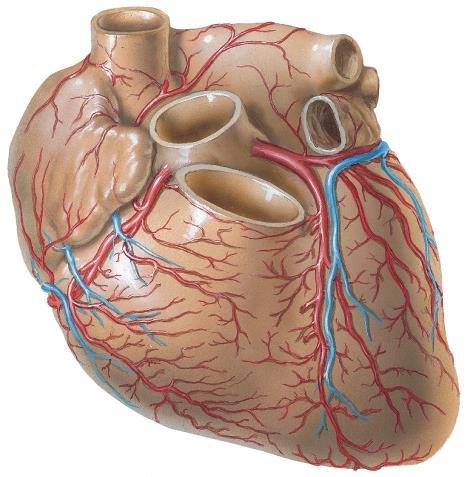 1. Which area of the heart is affected by this obstruction? A. Posterior interventricular septum B.