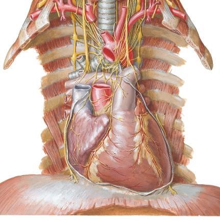 Cardiac and pulmonary plexuses B.