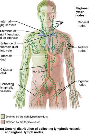 3. Lymph from which of the following regions drains to the thoracic duct? A.