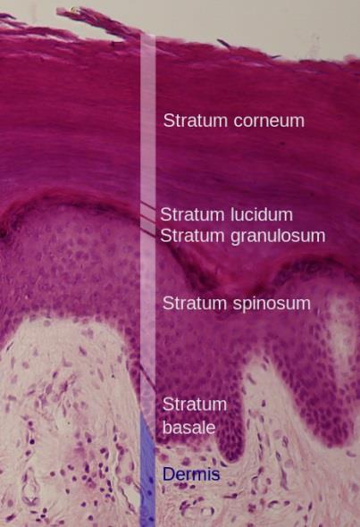 Stratum lucidum B. Stratum corneum C. Stratum basale D. Stratum spinosum E.