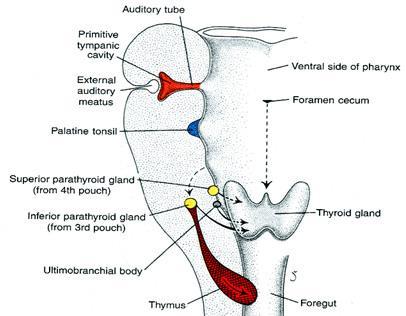 1. Care must be taken during thyroidectomy not to remove all functioning parathyroid gland tissue.