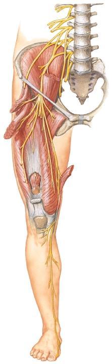 1. Which nerve is most likely affected? A. Fibular n. B.