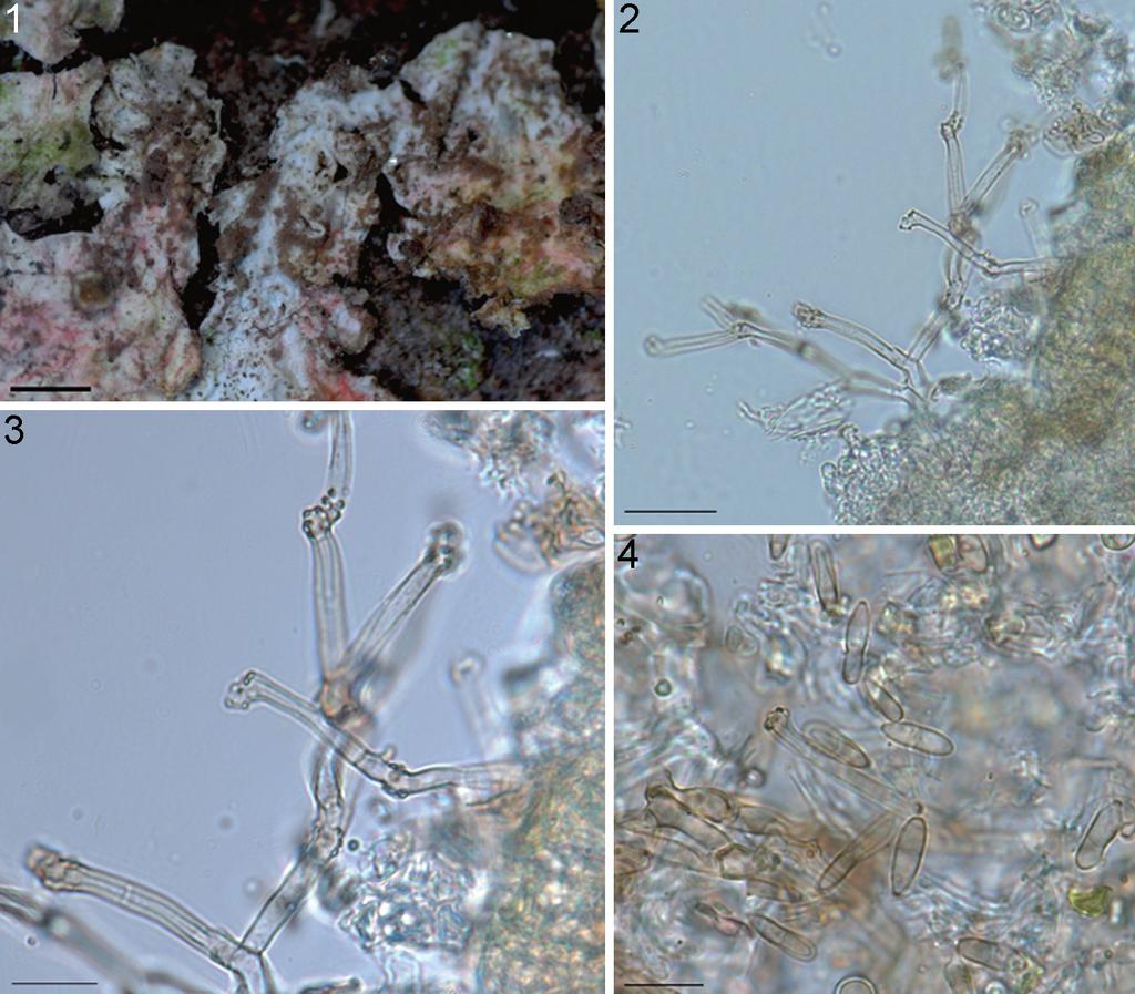 MycoBIOTA 5 (2015) 9 Figs 1 4. Gonatophragmium lichenophilum (HAL 2686 F, holotype). 1. Macroscopic overview of colonies. 2. Branched conidiophores. 3.