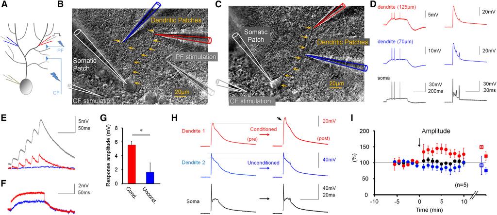 Neuron Figure 7. Triple-Patch Recordings Reveal Location-Specific Dendritic Plasticity (A) Recording configuration.