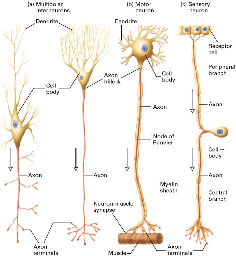 Types of Neurons (There is no such thing as a generic neuron.