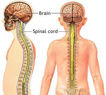 Central vrs. Peripheral Nervous System Central nervous system (CNS) includes the brain, spinal cord and retina.