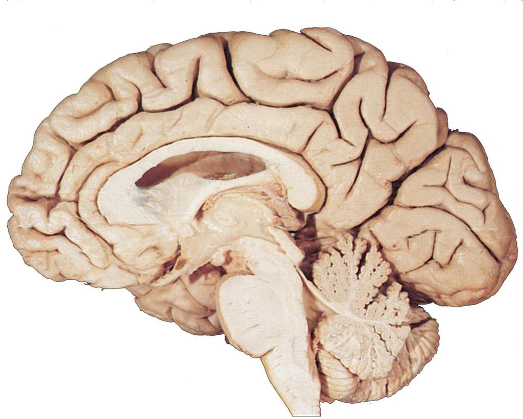 Medial Surface of the Brain (brain cut in sagittal plane through medial longitudinal