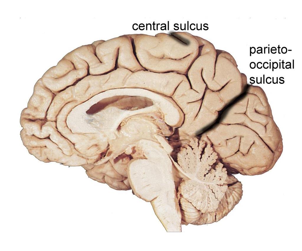 Gyri and Sulci of Cerebral Cortex Deep &