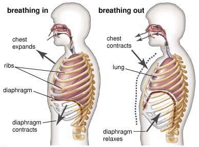 Diagram of breath: The power of breath is essential in Pilates. The benefits of conscious deep breathing are necessary in addressing the mind body connection, which breath encourages.