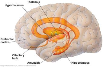 Limbic system deals with emotions includes amygdala, hippocampus and thalamus