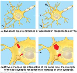 Changes in synaptic connections underlie memory and learning Neural plasticity