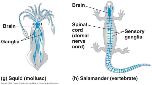 In faster moving molluscs (squid) sophisticated nervous systems In vertebrates have brain