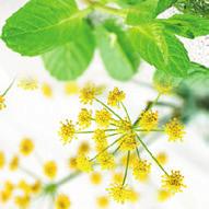 Essential mint and fennel oil Spasmolytic and carminative Dosage Adsorbing effect : 1-3 tablets Laxative and adsorbing effect : 4-6 tablets Abdominal pain? Bloating? Constipation? Diarrhea?