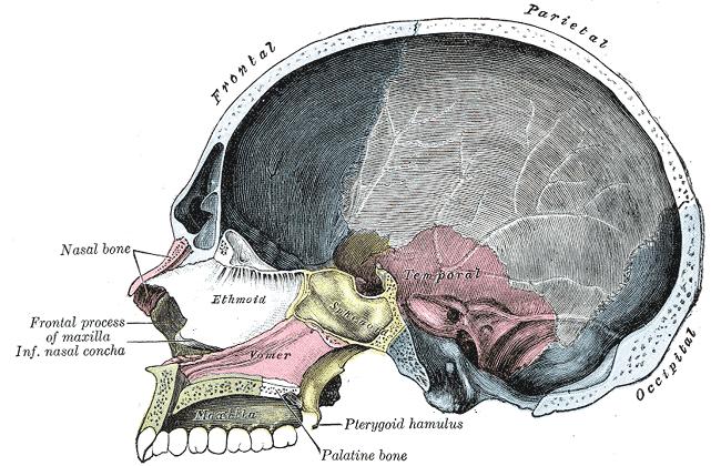 Coup contre coup Backward or Forward injury: Scraping of the cerebrum over the sphenoid bone and the sharp