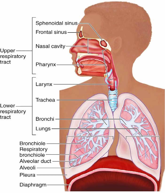 Air is moved through the lungs by a ventilating mechanism, consisting of the thoracic cage, intercostal muscles, diaphragm, and elastic components of the lung tissue.