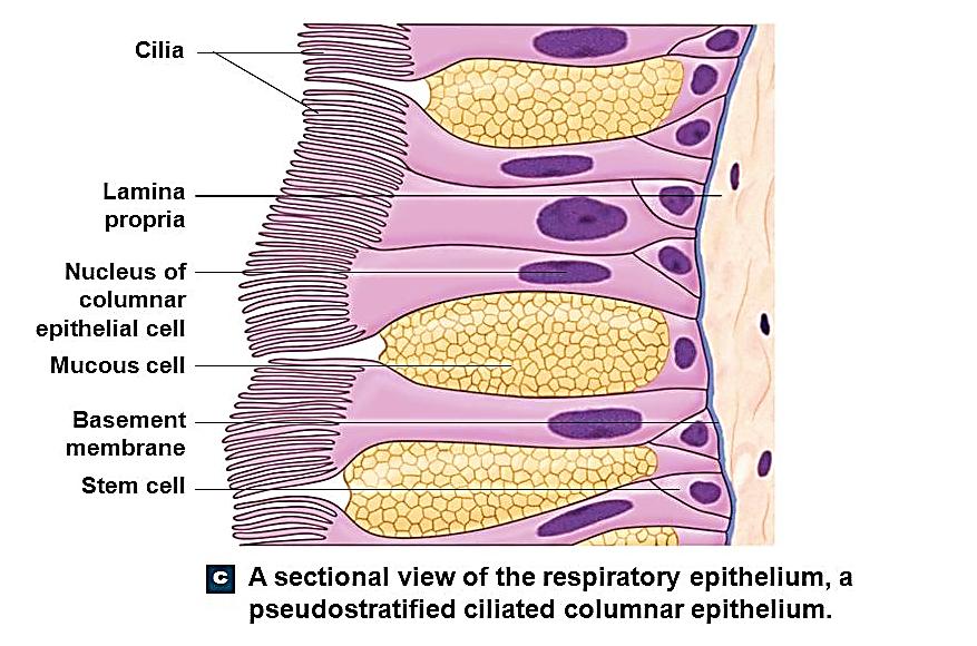 This epithelium has five major cell types, all of which contact an unusually thick basement membrane: 1-Ciliated columnar cells are the most abundant, each with 250-300 cilia on its apical surface.