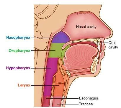 A) The conducting portion 1-Nasal cavity: The nasal cavity is subdivided by the median nasal septum into right and left nasal cavities, each leading to the paranasal sinuses, thus providing a large